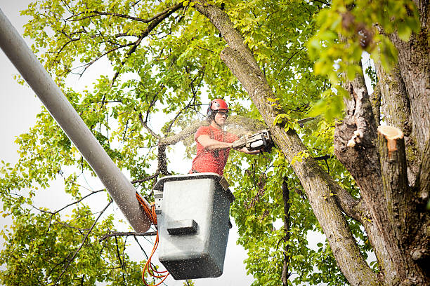 Best Fruit Tree Pruning  in , WY